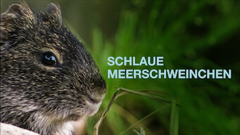 Schlaue Meerschweinchen (2013)